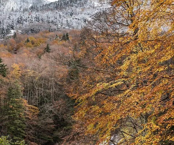 Le Foch - Centre - Parking Daire